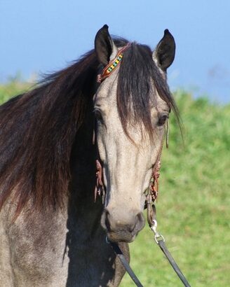 afe trail horse, gentle for any rider on trails! Super smooth gaited and Very Flashy Buckskin!!!