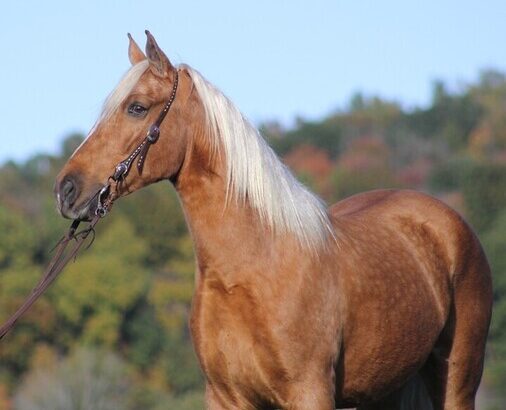 Super smooth gaited and Very Flashy Dark Gold Palomino