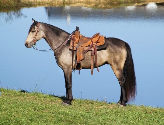 afe trail horse, gentle for any rider on trails! Super smooth gaited and Very Flashy Buckskin!!!