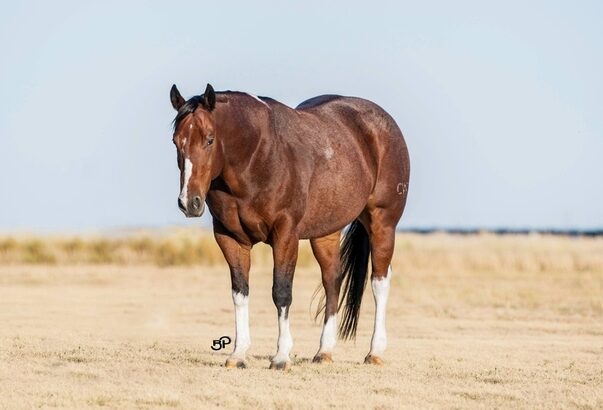 Ranch/Trail Ready, Penning, Sorting, Ropes Head/Heels… Family Safe!!!