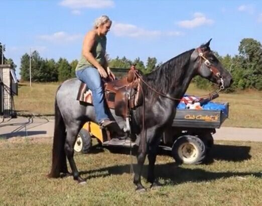 Safe trail horse, gentle for any rider on trails! Super smooth gaited and Very Flashy, TRUE BLUE ROAN