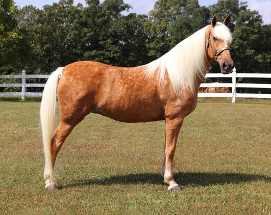 Safe trail horse, gentle for any rider on trails! Super smooth gaited and Very Flashy, Barbie Doll Horse