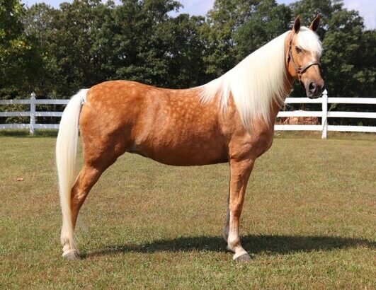 horse, gentle for any rider on trails! Super smooth gaited and Very Flashy, Barbie Doll Horse!