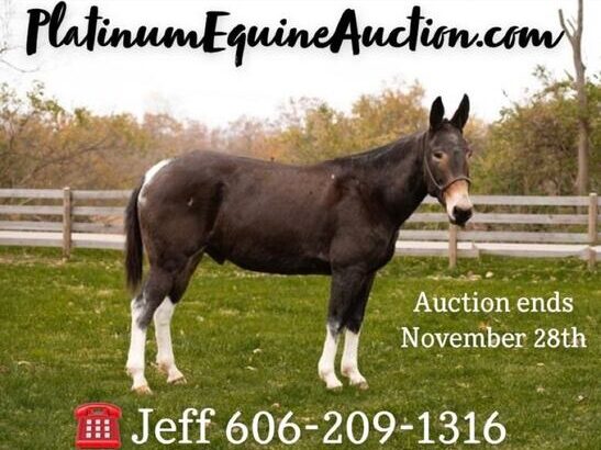 Place your bids at www.PlatinumEquineAuction.com beginner and family safe on trails, stout and gentle, Good handle, Nice Lope