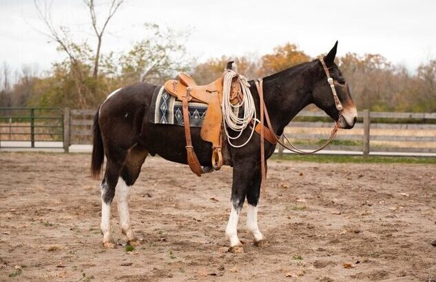 Place your bids at www.PlatinumEquineAuction.com beginner and family safe on trails, stout and gentle, Good handle, Nice Lope