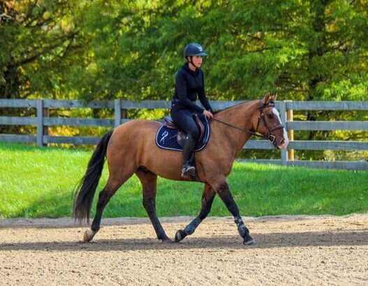 Safe trail horse, gentle for any rider on trails! Jumps, does Tricks… DreamHorse