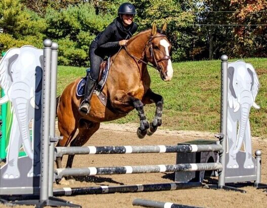 Safe trail horse, gentle for any rider on trails! Jumps, does Tricks… DreamHorse