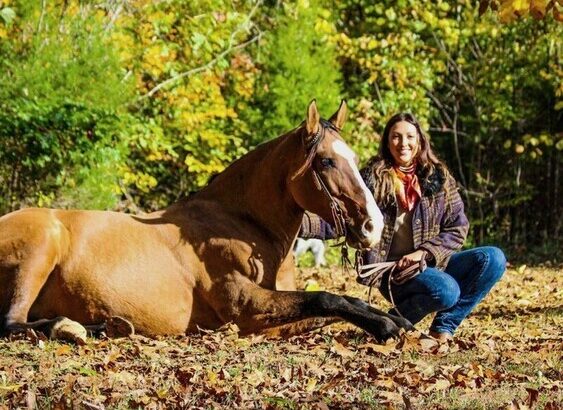 Safe trail horse, gentle for any rider on trails! Jumps, does Tricks… DreamHorse