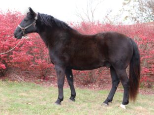 Gentle & Safe Black Missouri Fox Trotter Trail Gelding