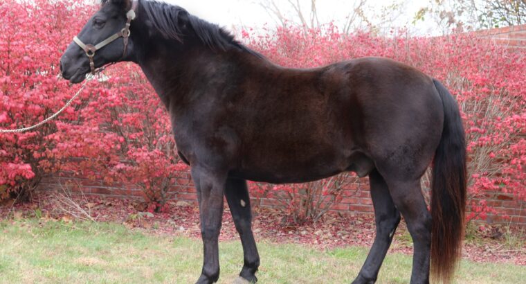 Gentle & Safe Black Missouri Fox Trotter Trail Gelding