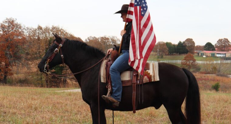 Gentle & Safe Black Missouri Fox Trotter Trail Gelding