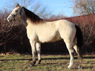 Gorgeous Buckskin Missouri Fox Trotter Trail Riding Mare