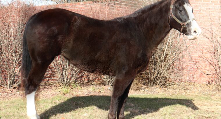 Good Looking Black Missouri Fox Trotter Trail Riding Mare