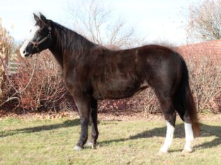 Good Looking Black Missouri Fox Trotter Trail Riding Mare