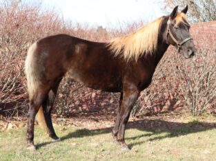 Beautiful Chocolate Rocky Mountain Trail Riding Mare