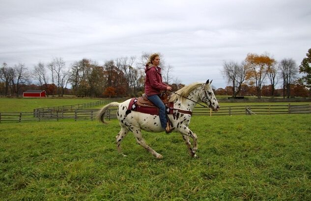 Broke/Safe trail horse, gentle for any rider on trails! Perfect for beginners, experienced Jumper!!!