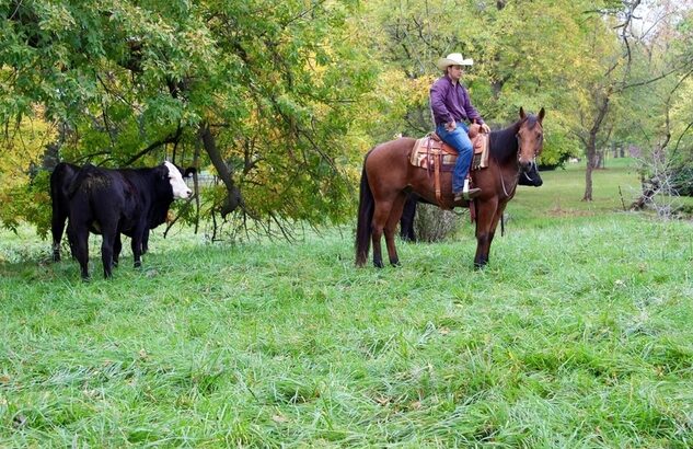 Ranch, Trails, Big Gentle and Safe! True Family safe Ranch Horse!!!