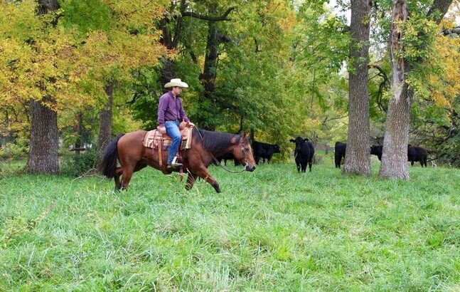 Ranch, Trails, Big Gentle and Safe! True Family safe Ranch Horse!!!