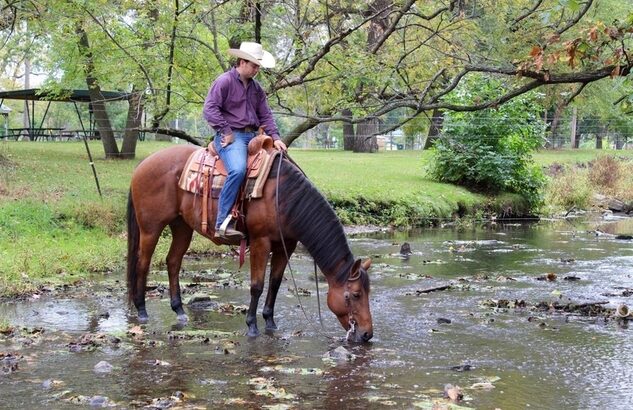 Ranch, Trails, Big Gentle and Safe! True Family safe Ranch Horse!!!