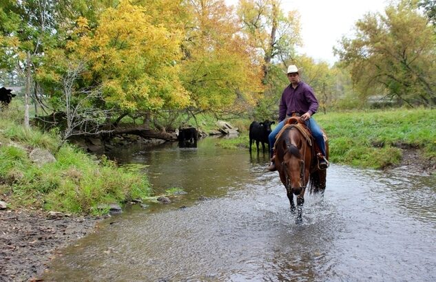 Ranch, Trails, Big Gentle and Safe! True Family safe Ranch Horse!!!