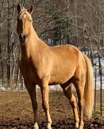 Safe trail horse, gentle for any rider on trails! Super smooth gaited and Very Flashy Golden Palomino!!!