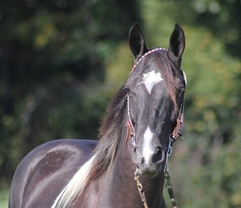 Safe trail horse, gentle for any rider on trails! Super smooth gaited and Very Flashy!!!