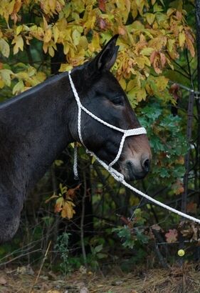 Trail ready, beautiful colored Mule, well broke