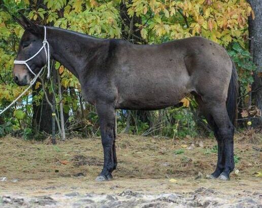 Trail ready, beautiful colored Mule, well broke