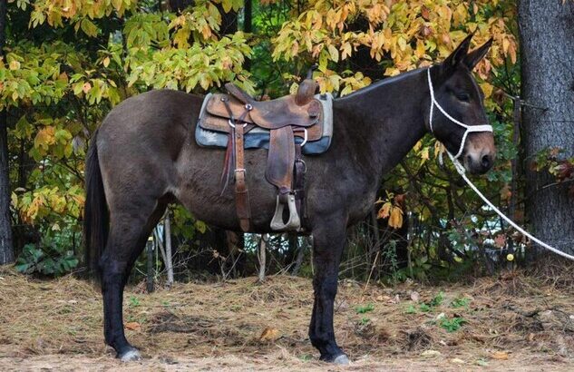 Trail ready, beautiful colored Mule, well broke