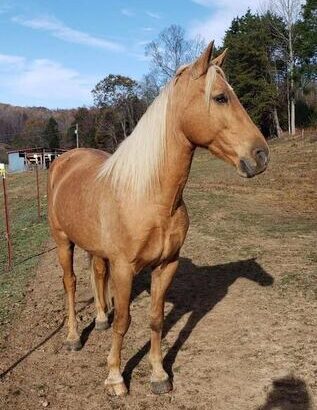 Safe trail horse, gentle for any rider on trails! Super smooth gaited and Very Flashy Golden Palomino!!!