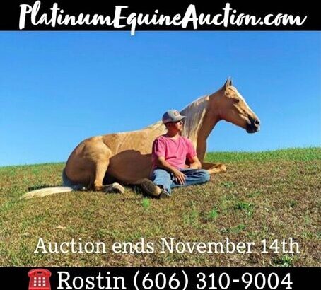 Big Gentle and Safe for the Whole Family!!! Gold Palomino Trick Horse