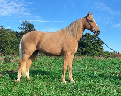 Harness Broke, Big Gentle and Safe for the Whole Family!!! Gold Palomino Trick Horse