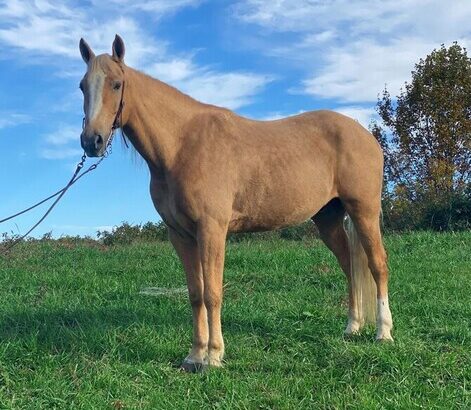 Big Gentle and Safe for the Whole Family!!! Gold Palomino Trick Horse