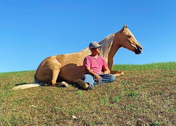 Big Gentle and Safe for the Whole Family!!! Gold Palomino Trick Horse