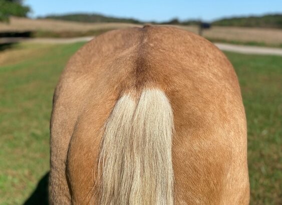 Big Gentle and Safe for the Whole Family!!! Gold Palomino Trick Horse