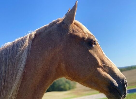 Big Gentle and Safe for the Whole Family!!! Gold Palomino Trick Horse