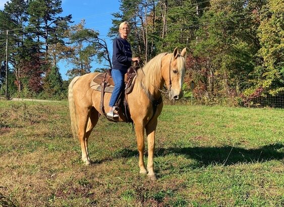 Big Gentle and Safe for the Whole Family!!! Gold Palomino Trick Horse