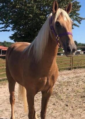 Safe trail horse, gentle for any rider on trails! Super smooth gaited and Very Flashy Golden Palomino!!!