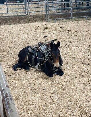 afe trail mule, gentle for any rider on trails! TRICK MULE