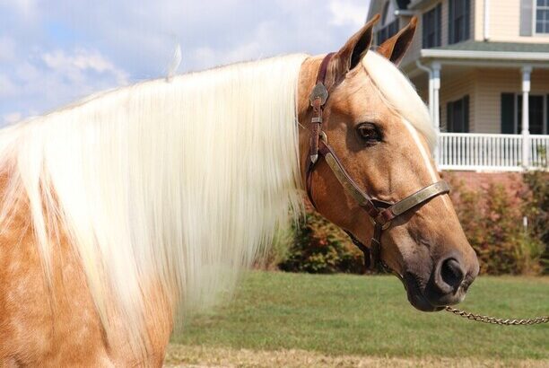 horse, gentle for any rider on trails! Super smooth gaited and Very Flashy, Barbie Doll Horse!