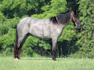 True Blue Roan Trick Horse, Super Smooth gaited,