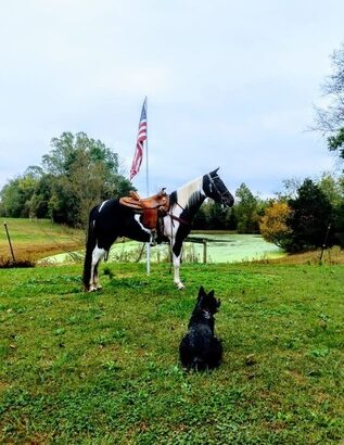 Safe trail horse, gentle for any rider on trails! Super smooth gaited and Very Flashy Spotted Gelding!!!