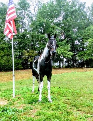 Safe trail horse, gentle for any rider on trails! Super smooth gaited and Very Flashy Spotted Gelding!!!