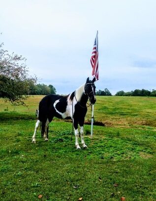 Safe trail horse, gentle for any rider on trails! Super smooth gaited and Very Flashy Spotted Gelding!!!