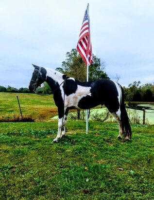 Safe trail horse, gentle for any rider on trails! Super smooth gaited and Very Flashy Spotted Gelding!!!