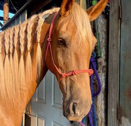 Safe trail horse, gentle for any rider on trails! Super smooth gaited and Very Flashy Golden Palomino!!!