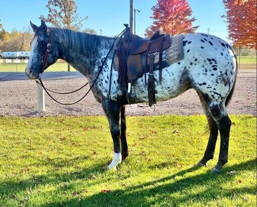 Trails, Big Gentle and Safe, DREAMHORSE!!