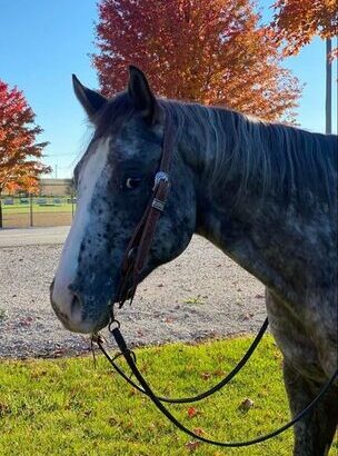 Trails, Big Gentle and Safe, DREAMHORSE!!