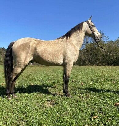 Safe trail horse, gentle for any rider on trails! Super smooth gaited and Very Flashy Buckskin