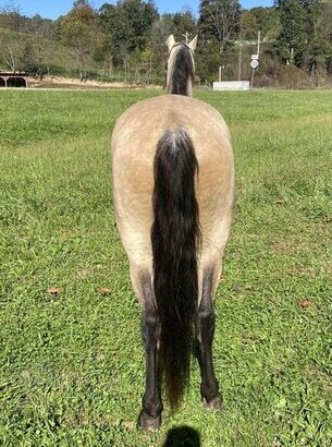 Safe trail horse, gentle for any rider on trails! Super smooth gaited and Very Flashy Buckskin